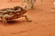 Der Dornteufel hat sich dem Leben in der trockenen W&uuml;ste Australiens perfekt angepasst.