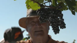 Ernte der blauen Wildbachertraube f&uuml;r den Schilcher-Wein.
