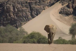 Elefant