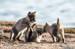 Spielende Polarfuchsjunge, Karrak See