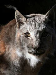 Intense and menacing gaze of a sunlit European or Northern Lynx (Lynx lynx). Close-up of the head, partly in the shadow.