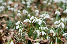 Schneeglöckchen.