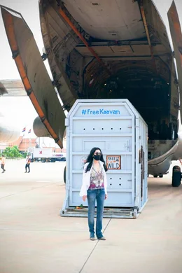 Als Elefant Kaavan in seiner riesigen Transportbox in Kambodscha eintrifft, erwartet Cher ihn bereits am Flughafen.