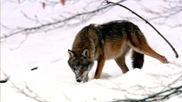 A wolf