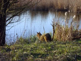 Schakal auf Nahrungssuche beim Kleinplattensee.