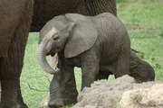 Baby elephant Baby elephant