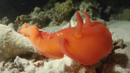 Wegen ihrer roten Farbe und der eleganten Schwimmweise wird diese Meeresschnecke auch "Spanische T&auml;nzerin" genannt.