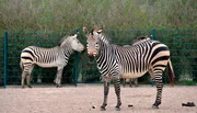 Auch für die Hartmann-Zebras steht heute ein Tierarztbesuch im Tierpark Berlin auf dem Programm Auch für die Hartmann-Zebras steht heute ein Tierarztbesuch im Tierpark Berlin auf dem Programm
