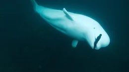 2019 taucht in norwegischen Gew&auml;ssern ein Beluga-Wal auf, der russisches Kamera-Geschirr tr&auml;gt. Ein Forscher und seine Tochter begleiten den zutraulichen Wal, der Hvaldimir getauft wird, um herauszufinden, wof&uuml;r er trainiert wurde.  +++ Die Verwendung des sendungsbezogenen Materials ist nur mit dem Hinweis und Verlinkung auf RTL+ gestattet. +++