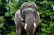 Der Elefantenbulle Gajendra wiegt fünf Tonnen – bei seiner Pflege ist äußerste Vorsicht geboten. Der Elefantenbulle Gajendra wiegt fünf Tonnen – bei seiner Pflege ist äußerste Vorsicht geboten.