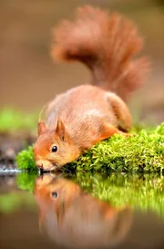 Europaeisches Eichhoernchen, Eurasisches Eichhoernchen, Eichhoernchen (Sciurus vulgaris), trinkt aus einem Bach, Deutschland, Nordrhein-Westfalen European red squirrel, Eurasian red squirrel (Sciurus vulgaris), drinking from a creek, Germany, North Rhine-Westphalia BLWS476191 Copyright: xblickwinkel/McPHOTO/D.xVorbuschx Europaeisches Eichhoernchen, Eurasisches Eichhoernchen, Eichhoernchen (Sciurus vulgaris), trinkt aus einem Bach, Deutschland, Nordrhein-Westfalen European red squirrel, Eurasian red squirrel (Sciurus vulgaris), drinking from a creek, Germany, North Rhine-Westphalia BLWS476191 Copyright: xblickwinkel/McPHOTO/D.xVorbuschx