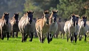 Die Dülmener Wildpferde.