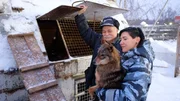 In Moskau werden die berühmten Sulimovhunde  – Hybriden aus Schakal und dem arktischen Laika – zu Suchhunden ausgebildet.