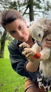 ZDF-Wildtier&auml;rztin Hannah Emde unterst&uuml;tzt die Forschenden bei der Beringung eines Kronenadler-K&uuml;kens. Sie erforschen die Bewegungsmuster der V&ouml;gel. Mit dem Ring kann der Vogel &uuml;berall wiedererkannt werden.