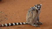 Ring-tailed Lemur (Lemur catta) with baby, Berenty Lemur Reserve, Madagascar