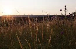 Morgenstimmung bei Dreharbeiten in den Naturwiesen rundum Sankt Anna am Aigen.