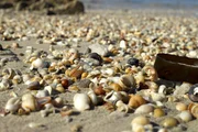 Schneckenhäuser und Muschelschalen an einem Strand Schneckenhäuser und Muschelschalen an einem Strand
