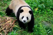 Alle sind im Panda-Fieber: Zoodirektor, Tierpfleger, Berliner, Touristen und Zoobesucher. Alle freuen sich gleicherma&szlig;en auf die Ankunft der knopf&auml;ugigen kuschligen Pandab&auml;ren aus China. Das neue Panda-Paar zieht von Chengdu nach Berlin um. Der Zoo glich in den letzten Monaten eine Gro&szlig;baustelle, denn eine neue Anlage mit einer eigens eingerichteten Quarant&auml;nestation wurde f&uuml;r die Pandas gebaut. - Meng Meng.
