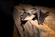 Zweifarbfledermaus.