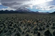 Vikunjas in der Hochebene von Sajama, über 4000 Meter über dem fernen Meer. Schon vor Hunderten Jahren nutzten die Menschen ihre Wolle.