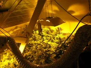 A marijuana grow house. A marijuana grow house.