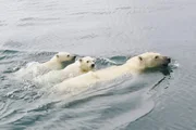 Immer weitere Strecken muss die Eisbärenmutter mit ihren Jungtieren schwimmen.