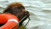 Maja soll einen Rettungsring zu einer Person im Wasser bringen.