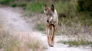 Seit dem Jahr 2000 nimmt die Zahl der Wölfe in Deutschland stetig zu.