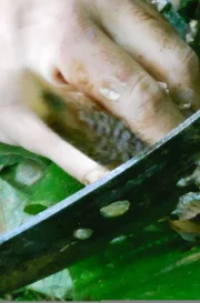 Food that the cast found and used their machete to cut up.