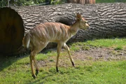 Das Nyala Jungtier Kr&uuml;mel aus dem Zoo Berlin entpuppt sich als Gourmet.
