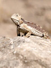 The Giant Horned Lizard resting on a rock. The Giant Horned Lizard resting on a rock.