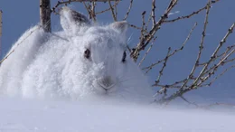 Schneehase mit Winterfell.