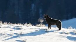 A wolf
