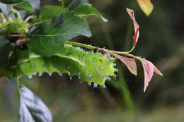Raupe Wiener Nachtpfauenauge.