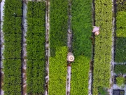 Um die Renaturierung einer ehemaligen Farm in Brasilien zu beschleunigen, werden viele jungen Bäume gepflanzt.