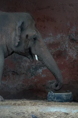 Elefant Kaavan