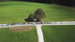 Lipizzaner Heimat, Almabtrieb.