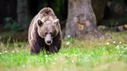 Brown bear in the forest, dangerous look