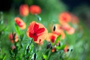 Mohnblumen verleihen der Landschaft im Osten des Pfälzerwaldes ein mediterranes Flair. Mohnblumen verleihen der Landschaft im Osten des Pfälzerwaldes ein mediterranes Flair.