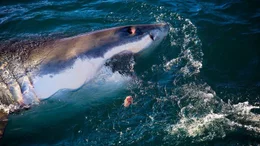 Great White Shark, under threat, in South Africa.
