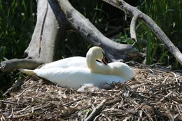 Br&uuml;tender H&ouml;ckerschwan, Wiener Donauinsel.