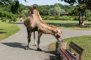 Ein Kamel ist aus dem Zoo ausgebrochen und erkundet nun den nahegelegenen öffentlichen Park.