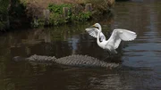 White egret on alligator at Gatorland, Orlando, Fl