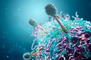 Die Wissenschaft sucht neue Waffen gegen Superkeime, denn neue Antibiotika kommen kaum auf den Markt. Viren – sogenannte Bakteriophagen – könnten helfen. Sie töten Superkeime, indem sie ihr Erbgut in das Bakterium schleusen und es letztendlich platzt. Die Wissenschaft sucht neue Waffen gegen Superkeime, denn neue Antibiotika kommen kaum auf den Markt. Viren – sogenannte Bakteriophagen – könnten helfen. Sie töten Superkeime, indem sie ihr Erbgut in das Bakterium schleusen und es letztendlich platzt.