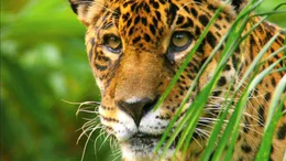 Der Jaguar ist die m&auml;chtigste Raubkatze S&uuml;damerikas. Weil gr&ouml;&szlig;ere Beutetiere im Regenwald selten sind, nutzen die Katzen riesige Reviere: Das Territorium eines M&auml;nnchens ist gut 40.000 Hektar gro&szlig;.