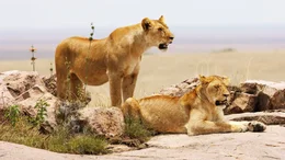 Lionesses.
