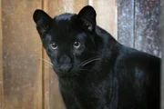 Schneeleopard Altai muss heute mutig sein. Er hat ein Treffen mit den zwei Schwarzen Panthern in der Futterküche. Die sind nur einen Tag jünger als Altai. Schwarze Panther und Schneeleoparden sind in Asien verbreitet. Der Schwarze Panther im feuchtwarmen Thailand, Malaysia oder auf Java, der Schneeleopard hingegen lebt in Hochgebirgen wie dem Himalaya oder dem Hindukusch. - Junger schwarzer Panther in der Futterküche. Schneeleopard Altai muss heute mutig sein. Er hat ein Treffen mit den zwei Schwarzen Panthern in der Futterküche. Die sind nur einen Tag jünger als Altai. Schwarze Panther und Schneeleoparden sind in Asien verbreitet. Der Schwarze Panther im feuchtwarmen Thailand, Malaysia oder auf Java, der Schneeleopard hingegen lebt in Hochgebirgen wie dem Himalaya oder dem Hindukusch. - Junger schwarzer Panther in der Futterküche.