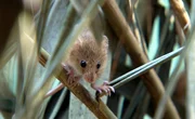 Eine Zwergmaus im Schilfgürtel rund um das Naturschutzgebiet Rheindelta. Eine Zwergmaus im Schilfgürtel rund um das Naturschutzgebiet Rheindelta.