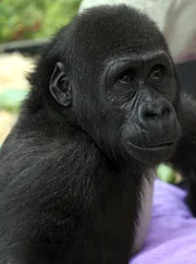 Bei den Gorillas stehen große Veränderungen bevor: In der Wilhelma wird ein neues Menschenaffenhaus gebaut. Bei den Gorillas stehen große Veränderungen bevor: In der Wilhelma wird ein neues Menschenaffenhaus gebaut.