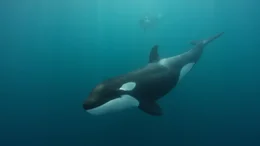 Orca